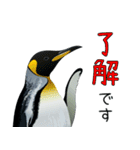 普段使いできるリアルなペンギンスタンプ（個別スタンプ：6）