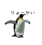 普段使いできるリアルなペンギンスタンプ（個別スタンプ：7）
