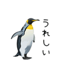 普段使いできるリアルなペンギンスタンプ（個別スタンプ：10）