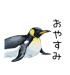 普段使いできるリアルなペンギンスタンプ（個別スタンプ：11）