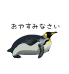 普段使いできるリアルなペンギンスタンプ（個別スタンプ：12）