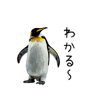 普段使いできるリアルなペンギンスタンプ（個別スタンプ：13）