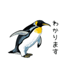 普段使いできるリアルなペンギンスタンプ（個別スタンプ：14）
