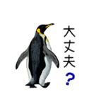 普段使いできるリアルなペンギンスタンプ（個別スタンプ：15）