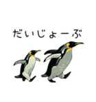 普段使いできるリアルなペンギンスタンプ（個別スタンプ：16）
