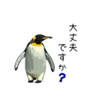 普段使いできるリアルなペンギンスタンプ（個別スタンプ：17）