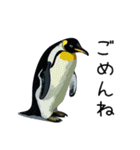普段使いできるリアルなペンギンスタンプ（個別スタンプ：20）