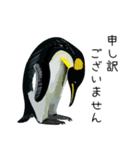 普段使いできるリアルなペンギンスタンプ（個別スタンプ：21）