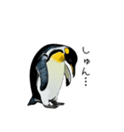 普段使いできるリアルなペンギンスタンプ（個別スタンプ：22）