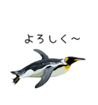 普段使いできるリアルなペンギンスタンプ（個別スタンプ：23）