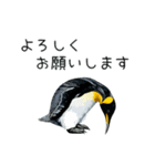 普段使いできるリアルなペンギンスタンプ（個別スタンプ：24）