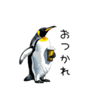普段使いできるリアルなペンギンスタンプ（個別スタンプ：25）