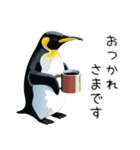 普段使いできるリアルなペンギンスタンプ（個別スタンプ：26）