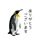 普段使いできるリアルなペンギンスタンプ（個別スタンプ：27）