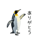 普段使いできるリアルなペンギンスタンプ（個別スタンプ：28）
