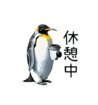 普段使いできるリアルなペンギンスタンプ（個別スタンプ：29）