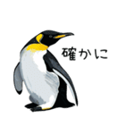 普段使いできるリアルなペンギンスタンプ（個別スタンプ：30）