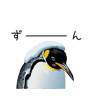 普段使いできるリアルなペンギンスタンプ（個別スタンプ：31）