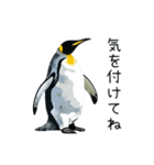 普段使いできるリアルなペンギンスタンプ（個別スタンプ：32）