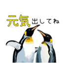普段使いできるリアルなペンギンスタンプ（個別スタンプ：33）