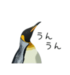 普段使いできるリアルなペンギンスタンプ（個別スタンプ：34）