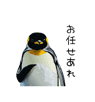 普段使いできるリアルなペンギンスタンプ（個別スタンプ：35）