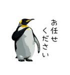 普段使いできるリアルなペンギンスタンプ（個別スタンプ：36）