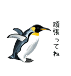 普段使いできるリアルなペンギンスタンプ（個別スタンプ：37）