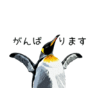 普段使いできるリアルなペンギンスタンプ（個別スタンプ：38）