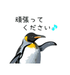 普段使いできるリアルなペンギンスタンプ（個別スタンプ：39）