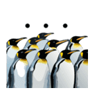 普段使いできるリアルなペンギンスタンプ（個別スタンプ：40）