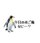 【省スペース】家族連絡用ペンギンスタンプ（個別スタンプ：1）
