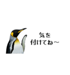 【省スペース】家族連絡用ペンギンスタンプ（個別スタンプ：6）