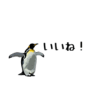 【省スペース】家族連絡用ペンギンスタンプ（個別スタンプ：7）