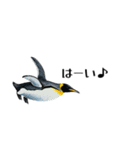 【省スペース】家族連絡用ペンギンスタンプ（個別スタンプ：9）