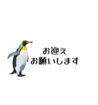 【省スペース】家族連絡用ペンギンスタンプ（個別スタンプ：10）