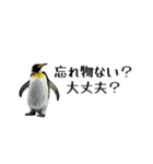 【省スペース】家族連絡用ペンギンスタンプ（個別スタンプ：13）