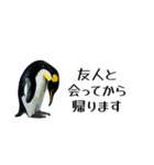 【省スペース】家族連絡用ペンギンスタンプ（個別スタンプ：21）