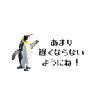 【省スペース】家族連絡用ペンギンスタンプ（個別スタンプ：27）