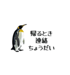 【省スペース】家族連絡用ペンギンスタンプ（個別スタンプ：29）