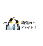 【省スペース】家族連絡用ペンギンスタンプ（個別スタンプ：33）