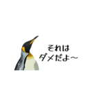 【省スペース】家族連絡用ペンギンスタンプ（個別スタンプ：34）