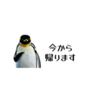 【省スペース】家族連絡用ペンギンスタンプ（個別スタンプ：35）