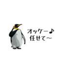 【省スペース】家族連絡用ペンギンスタンプ（個別スタンプ：36）