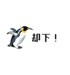 【省スペース】家族連絡用ペンギンスタンプ（個別スタンプ：37）