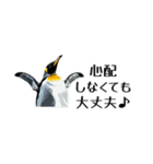 【省スペース】家族連絡用ペンギンスタンプ（個別スタンプ：38）