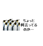 【省スペース】家族連絡用ペンギンスタンプ（個別スタンプ：40）