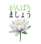 7月 夏の花 大きくて見やすい挨拶スタンプ（個別スタンプ：20）