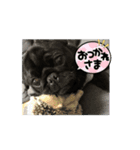 パグのゲンです（個別スタンプ：6）