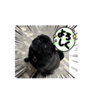パグのゲンです（個別スタンプ：8）